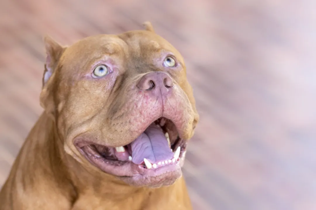 Cães da raça Pit Bull geram opiniões controversas