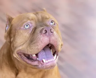 Defesa e acusação: mortes envolvendo cães Pit Bull geram debates