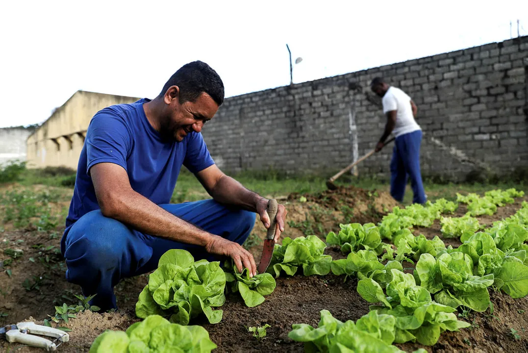 Mesmo sem apoio, os custodiados trabalham diariamente na horta