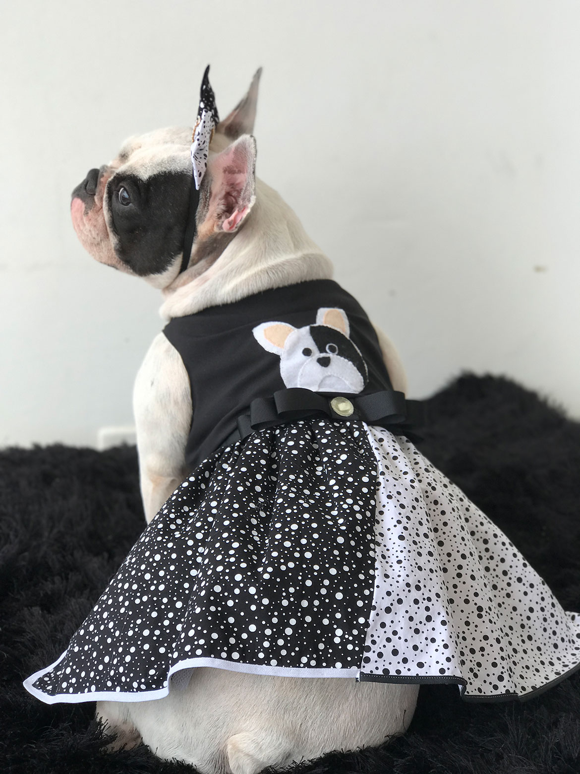 Imagem ilustrativa da imagem Pets fazem sucesso e conquistam público nas redes socais