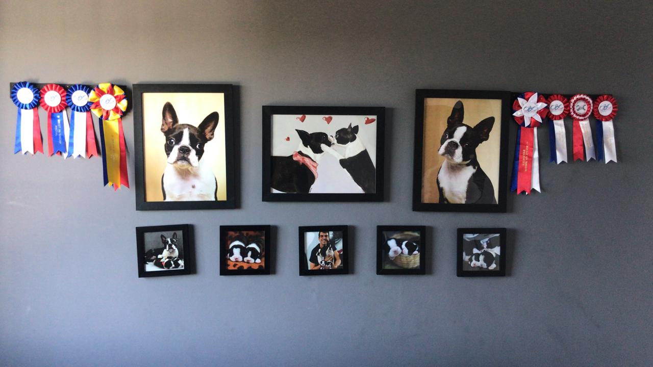 Imagem ilustrativa da imagem Pets fazem sucesso e conquistam público nas redes socais
