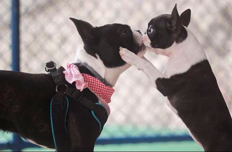 Imagem ilustrativa da imagem Pets fazem sucesso e conquistam público nas redes socais