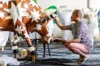 Artistas pintam esculturas de vaca da 13ª edição da CowParade Brasil