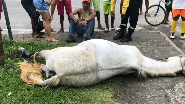 O animal pisou em um fio solto de um poste de iluminação que estava na calçada