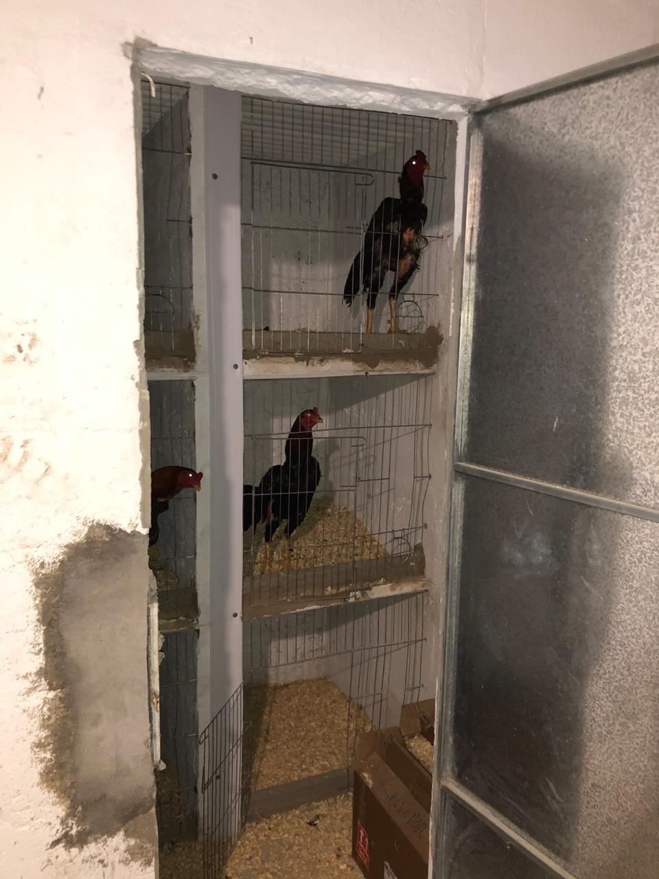 Imagem ilustrativa da imagem Mais de 180 animais são resgatados de rinha de galo em São Gonçalo do Campos