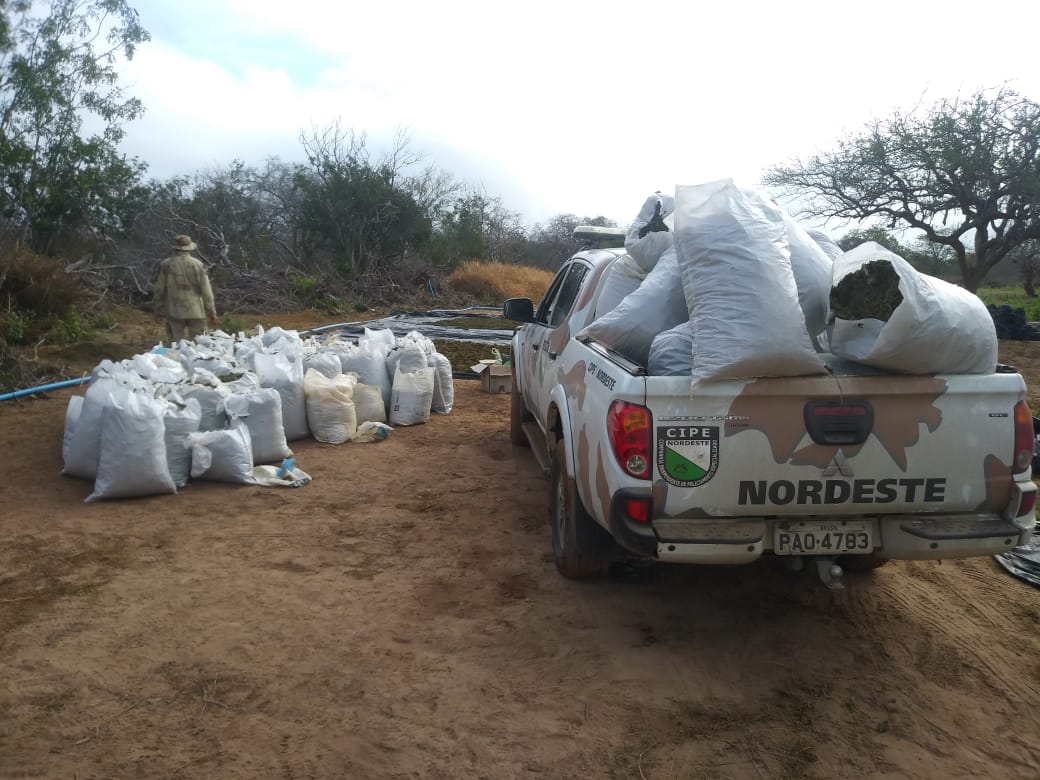 Imagem ilustrativa da imagem Cerca de 3 toneladas de maconha são encontradas na zona rural de Monte Santo