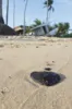 Praia do Forte já sente impacto do desastre ambiental no comércio