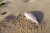 Praia do Forte já sente impacto do desastre ambiental no comércio