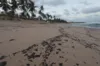 Praia do Forte já sente impacto do desastre ambiental no comércio