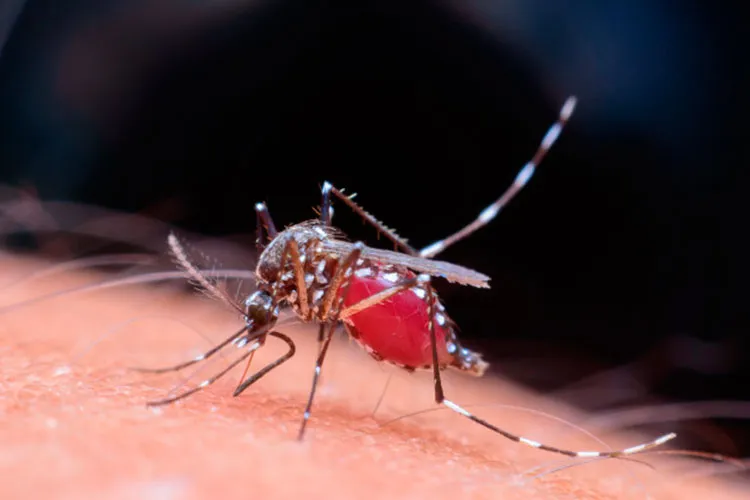De acordo com o índice, a cada 100 imóveis visitados, aproximadamente dois apresentaram focos do mosquito