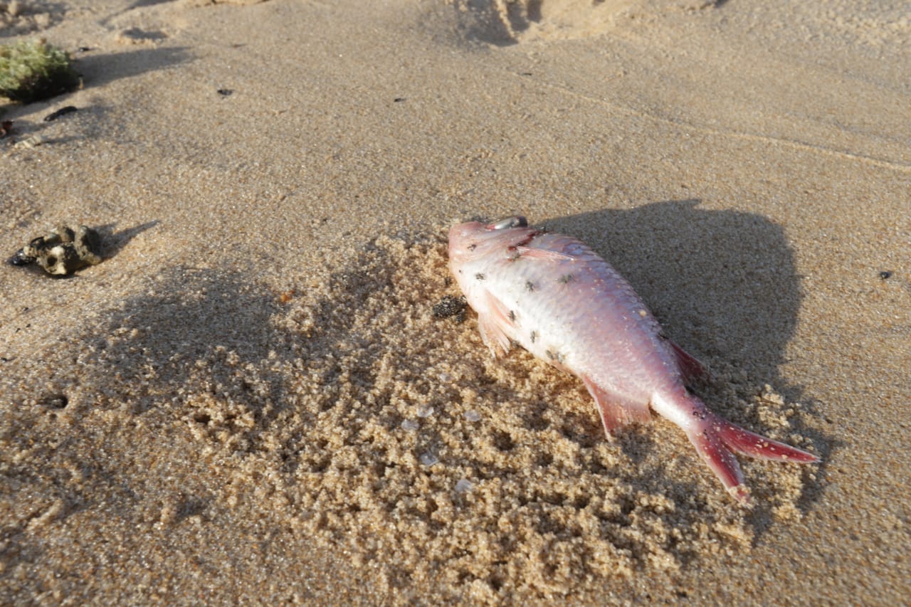 Praia do Forte já sente impacto do desastre ambiental no comércio