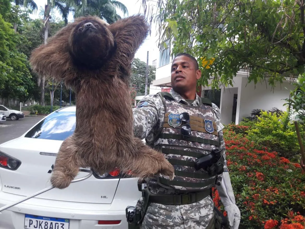 Animal foi o segundo da espécie resgatado em menos de dez dias | Foto: Divulgação | Guarda Civil Municipal