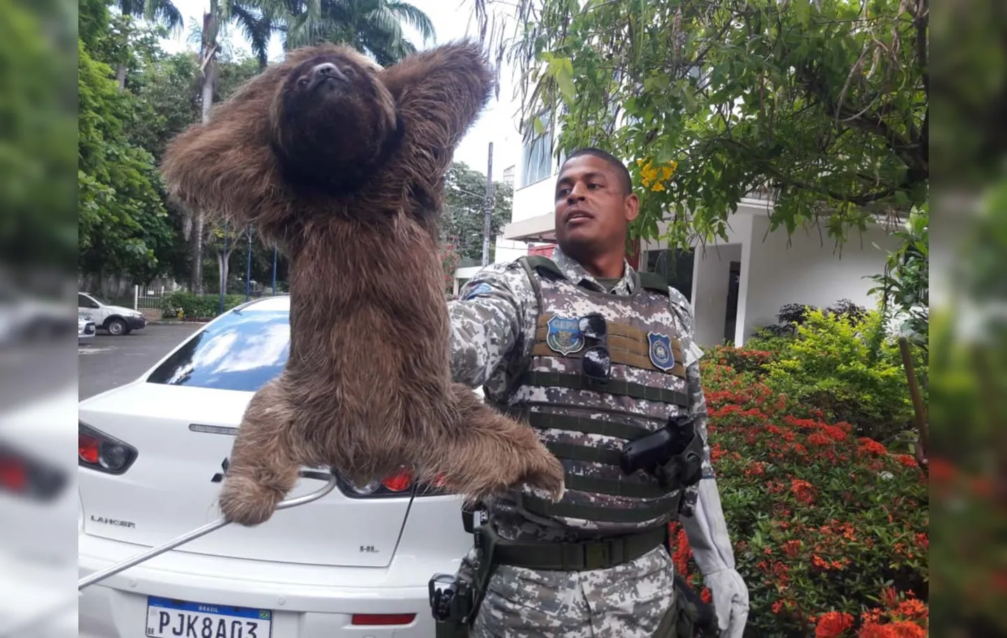 Animal foi o segundo da espécie resgatado em menos de dez dias | Foto: Divulgação | Guarda Civil Municipal