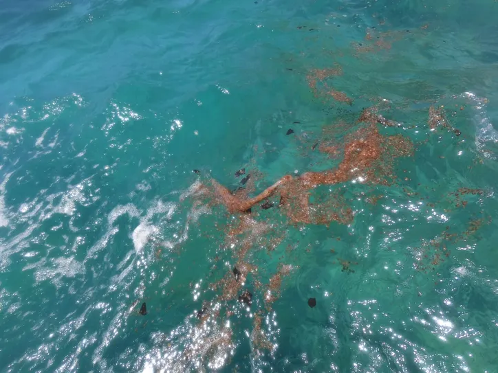 Imagem ilustrativa da imagem Fragmentos de óleo são encontrados no arquipélago de Abrolhos