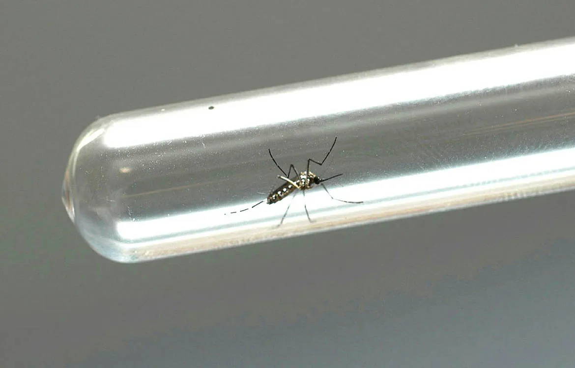 Até o momento, foram notificados 81 óbitos por dengue | Foto: Venilton Kuchler | ANPr