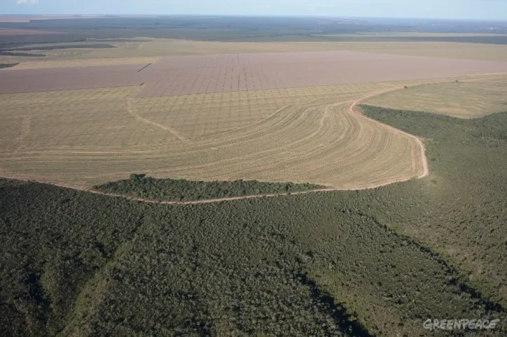 Famílias garantem a subsistência com pequenas lavouras e criação de animais no local | Foto: Marizilda Cruppe | Greenpeace