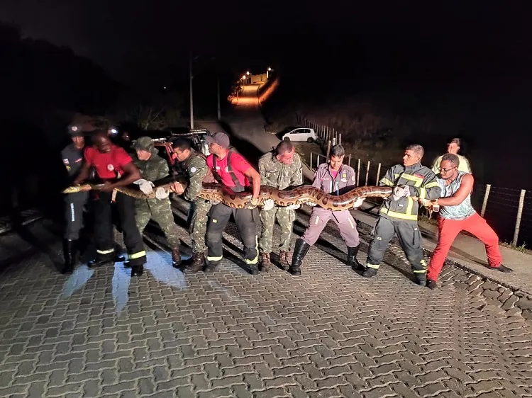 Serpente foi localizada próxima a uma represa frequentada por banhistas | Foto: Divulgação | GBM