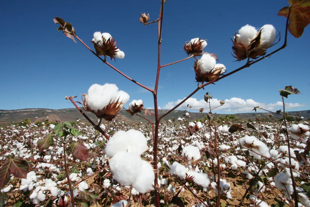 A cultura do algodão na Bahia teve sua produção projetada em 1,5 milhão de toneladas.