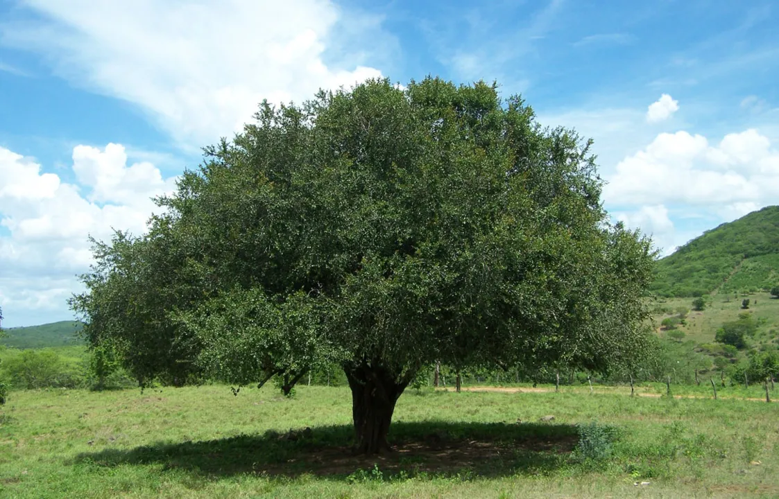 Etanol é obtido a partir dos frutos da árvore quixabeira | Foto: Reprodução