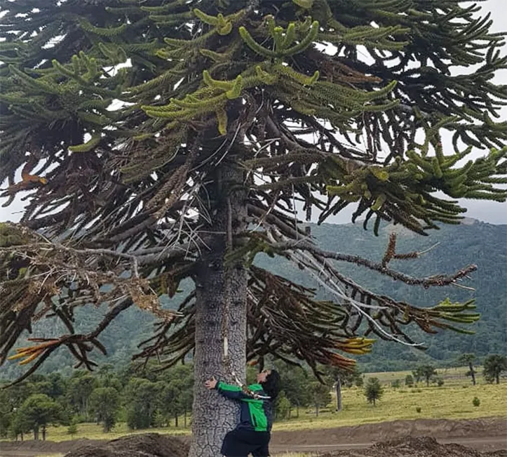 Imagem ilustrativa da imagem Expedição Chile: Reserva Malalcahuello é destino de aventura para visitantes