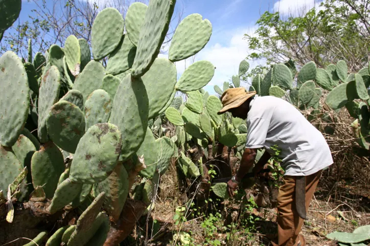 A planta é tida como a principal alternativa de alimentação de rebanhos bovinos do semiárido nordestino | Foto: Joá Souza | Ag. A TARDE