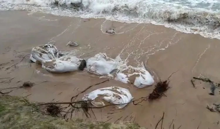 Força da maré arrasta quase cinco toneladas de manchas de óleo recolhidas de praia em Camaçari | Foto: Divulgação | Guardiões do Litoral