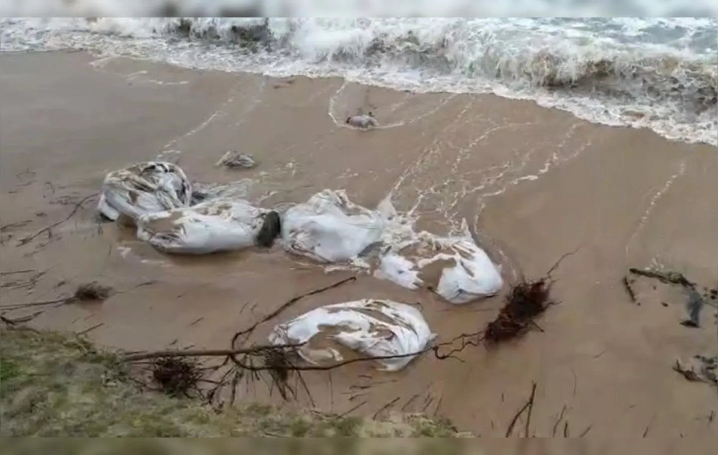 Força da maré arrasta quase cinco toneladas de manchas de óleo recolhidas de praia em Camaçari | Foto: Divulgação | Guardiões do Litoral