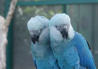 Ararinhas-azuis chegam ao Brasil nesta terça-feira