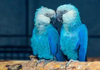 Ararinhas-azuis mantidas em cativeiro alemão já estão em Curaçá