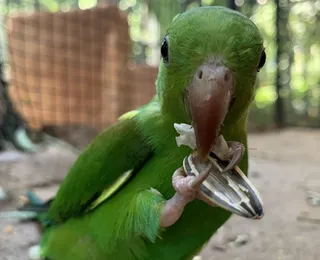 Maior viveiro da América Latina recebe quase 300 aves resgatadas