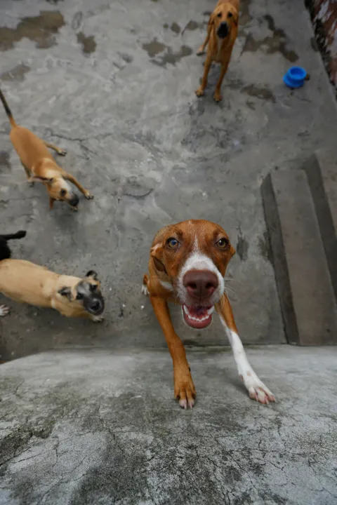 Cães no abrigo São Francisco de Assis | Foto: Rafael Martins | Ag. A TARDE