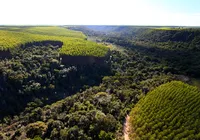 Setor florestal contribui no enfrentamento da COVID-19