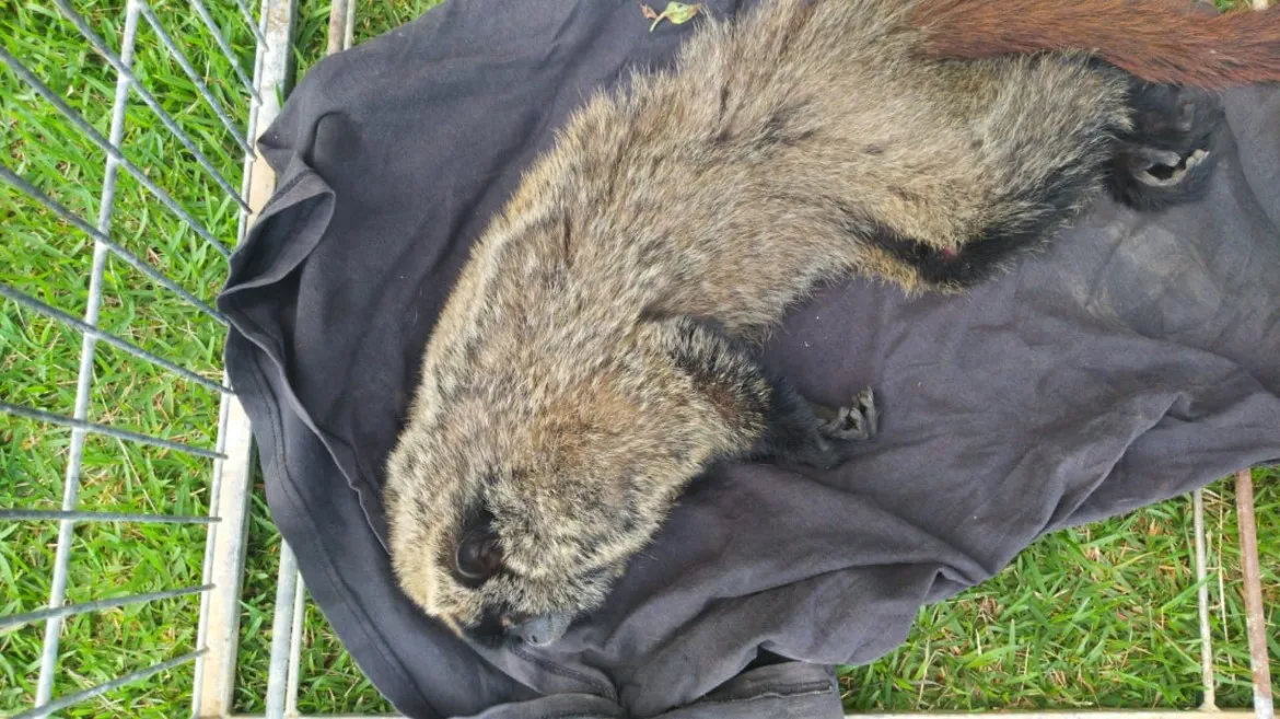 Animal estava ferido, desidratado e assustado | Foto: Divulgação | SSP-BA