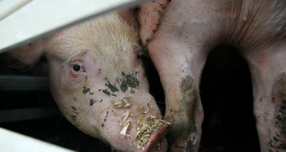 Porcos estavam sendo levados para o abate em um frigorífico | Foto: Reprodução | Radar64