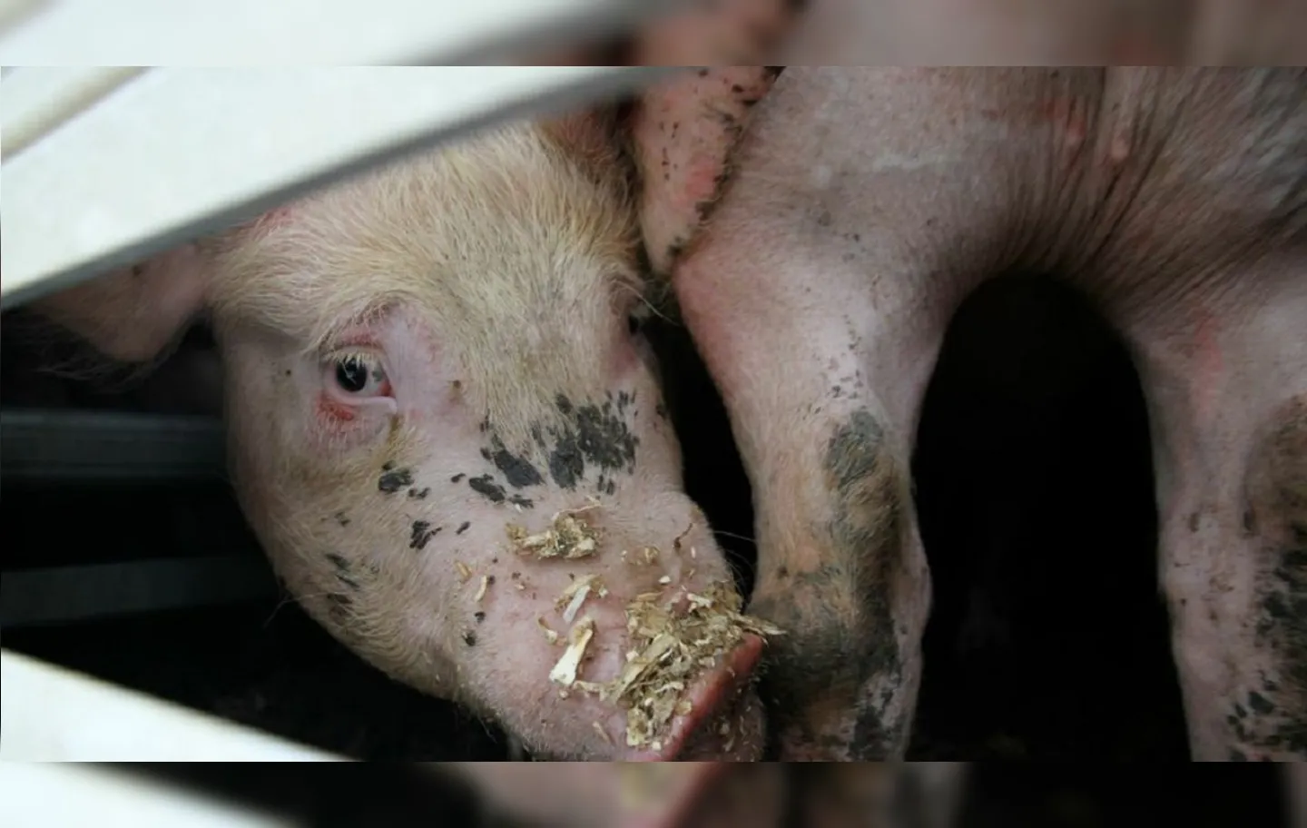 Porcos estavam sendo levados para o abate em um frigorífico | Foto: Reprodução | Radar64