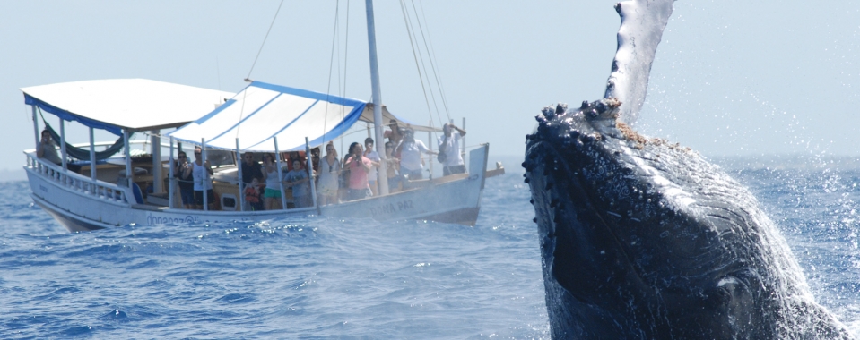 Imagem ilustrativa da imagem Isolamento social pode contribuir para reprodução das baleias jubarte
