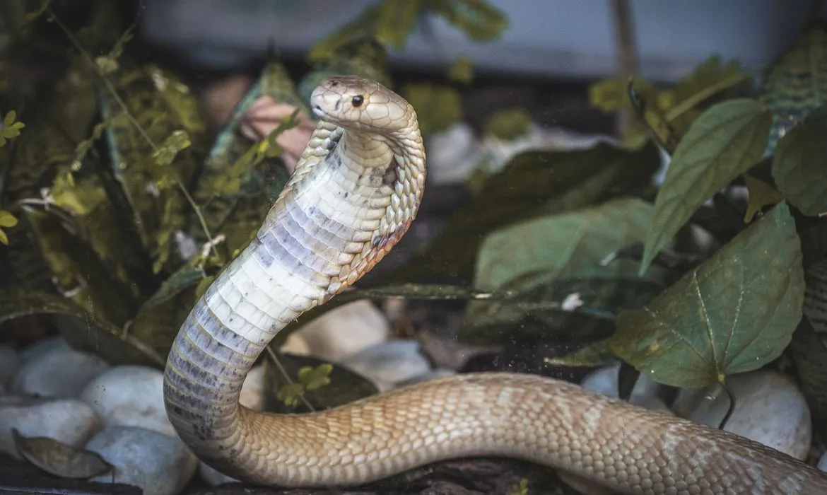 Autoridades descobriram rede de criação ilegal de animais exóticos | Foto: Ivan Mattos | Zoológico de Brasília