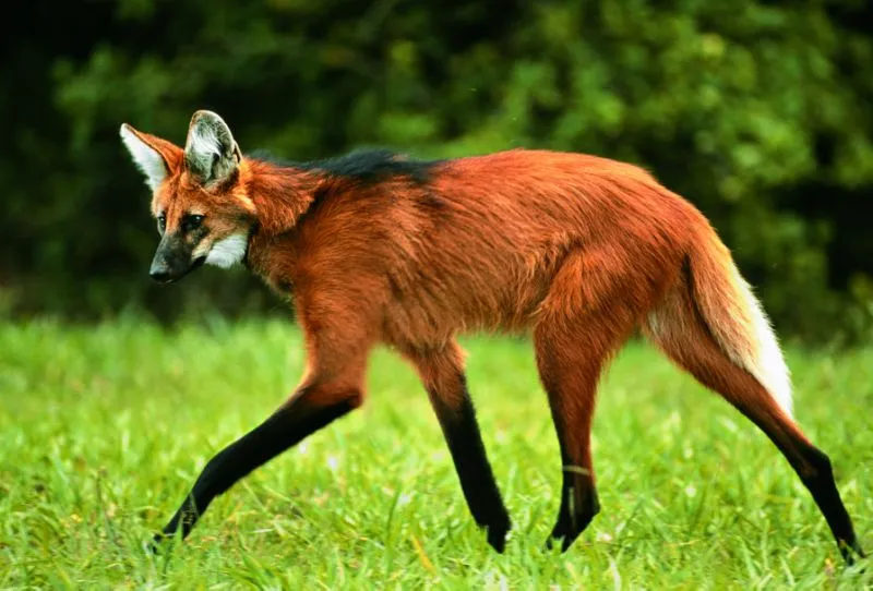Cédula, que leva a imagem do lobo-guará, será lançada às 13h30 | Foto: Divulgação