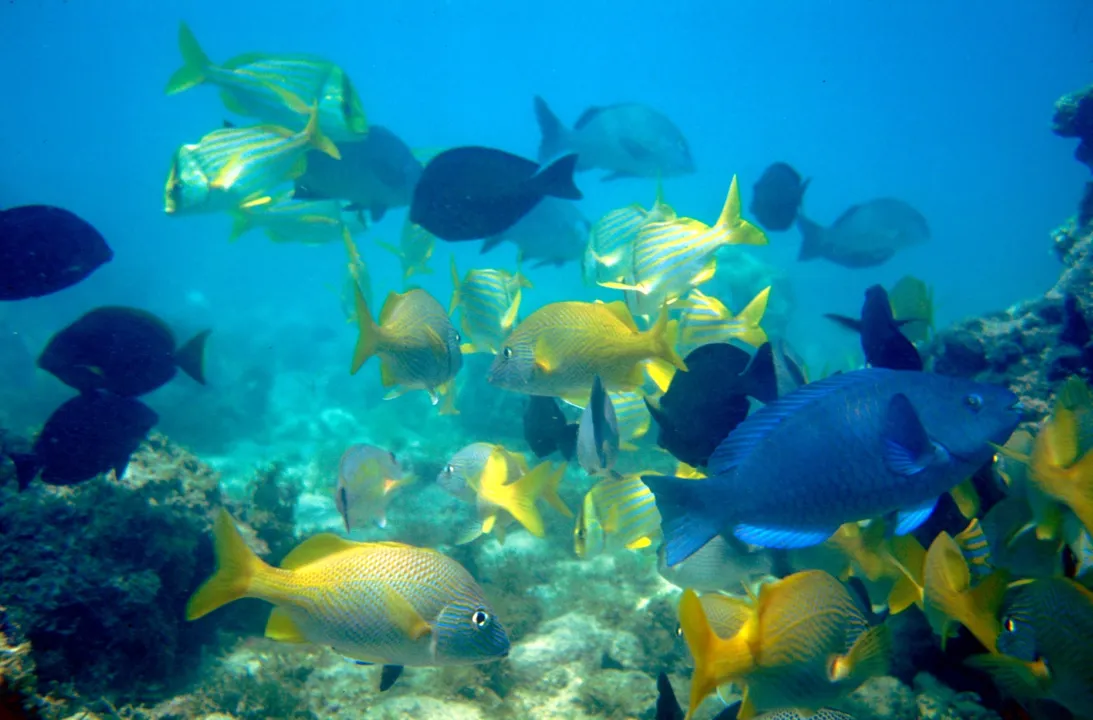 Todos os pontos de mergulho livre e autônomo foram reabertos | Foto: Marcello Lourenço | ACMBio