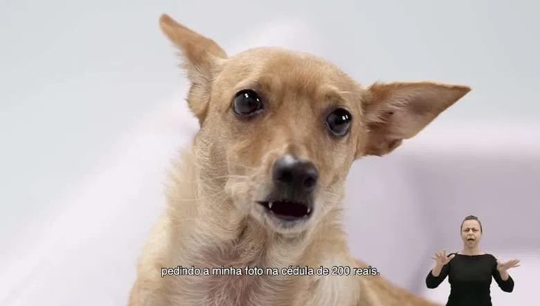 O vira-lata caramelo que ganhou os corações do público não foi esquecido | Foto: Reprodução