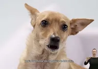 Vira-lata caramelo 'anuncia' chegada da nota de R$ 200