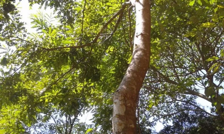Árvore está no DNA do Brasil | Foto: Divulgação