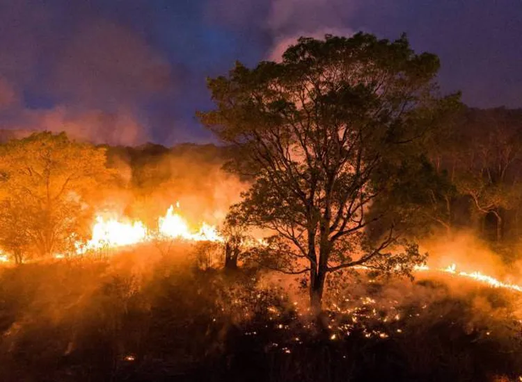 Vegetações da Amazônia e Pantanal continuam sendo devastadas pelas chamas | Foto: AFP