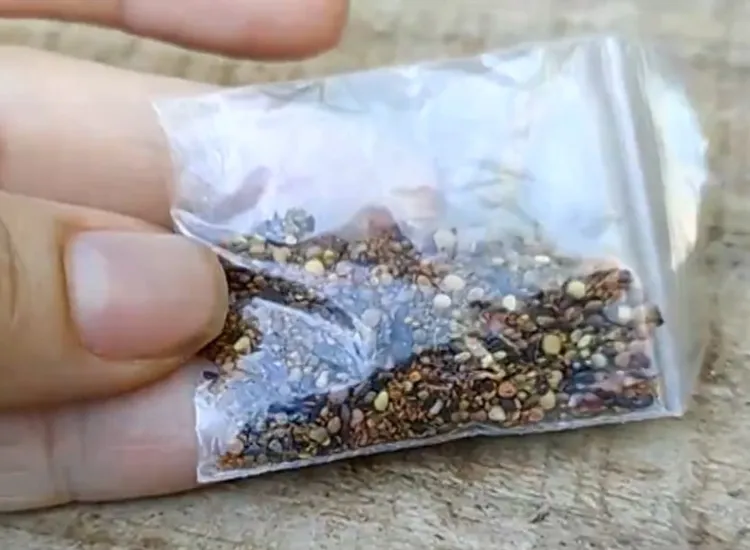 Sementes são entregues pelos Correios dentro de envelope plástico | Foto: Reprodução | TV Anhanguera