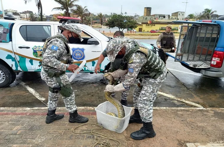 Animais foram resgatados em trecho de praia onde outro jacaré havia sido encontrado