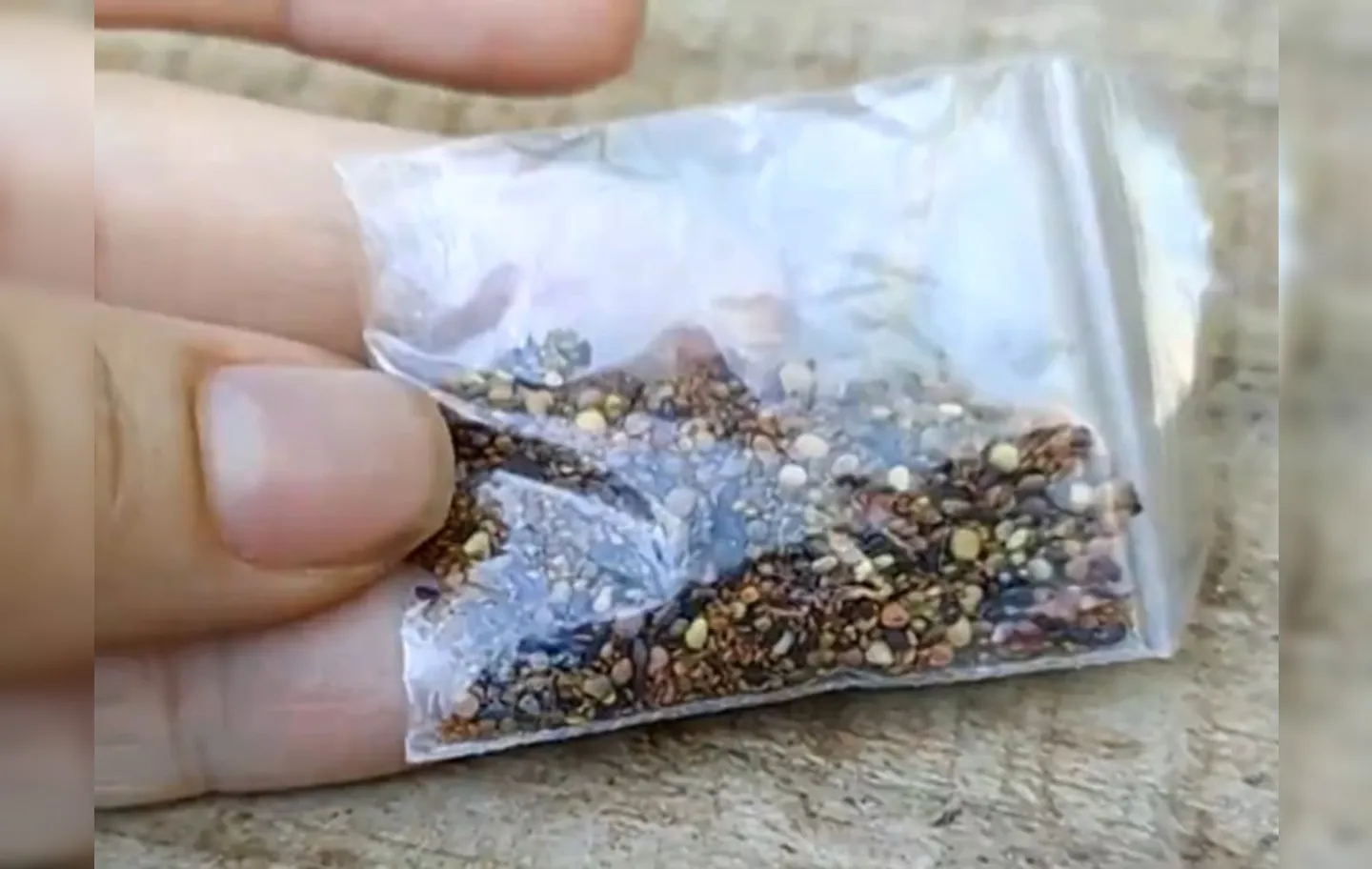 Sementes são entregues pelos Correios dentro de envelope plástico | Foto: Reprodução | TV Anhanguera
