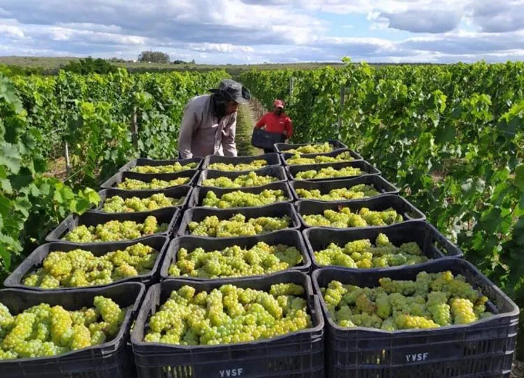 A vinícola baiana Vaz, localizada em Morro do Chapéu, ganhou a 9ª edição da Grande Prova Vinhos do Brasil