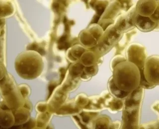 Brasil emite alerta sobre 1º caso de 'superfungo" fatal