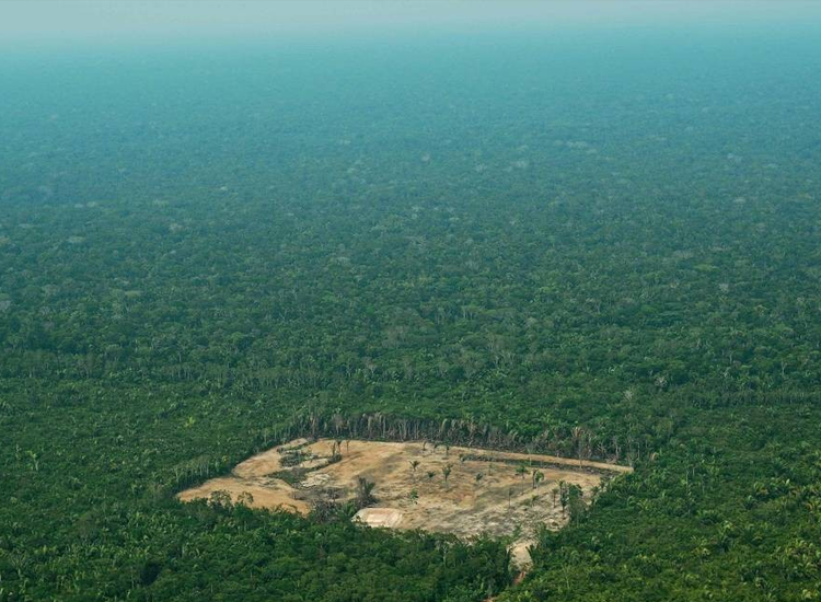 Alertas De Desmatamento Na Amazônia Batem Recorde Em Março