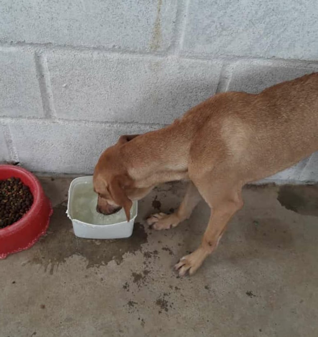 Imagem ilustrativa da imagem Cão é resgatado pelos bombeiros após cair em buraco de três metros